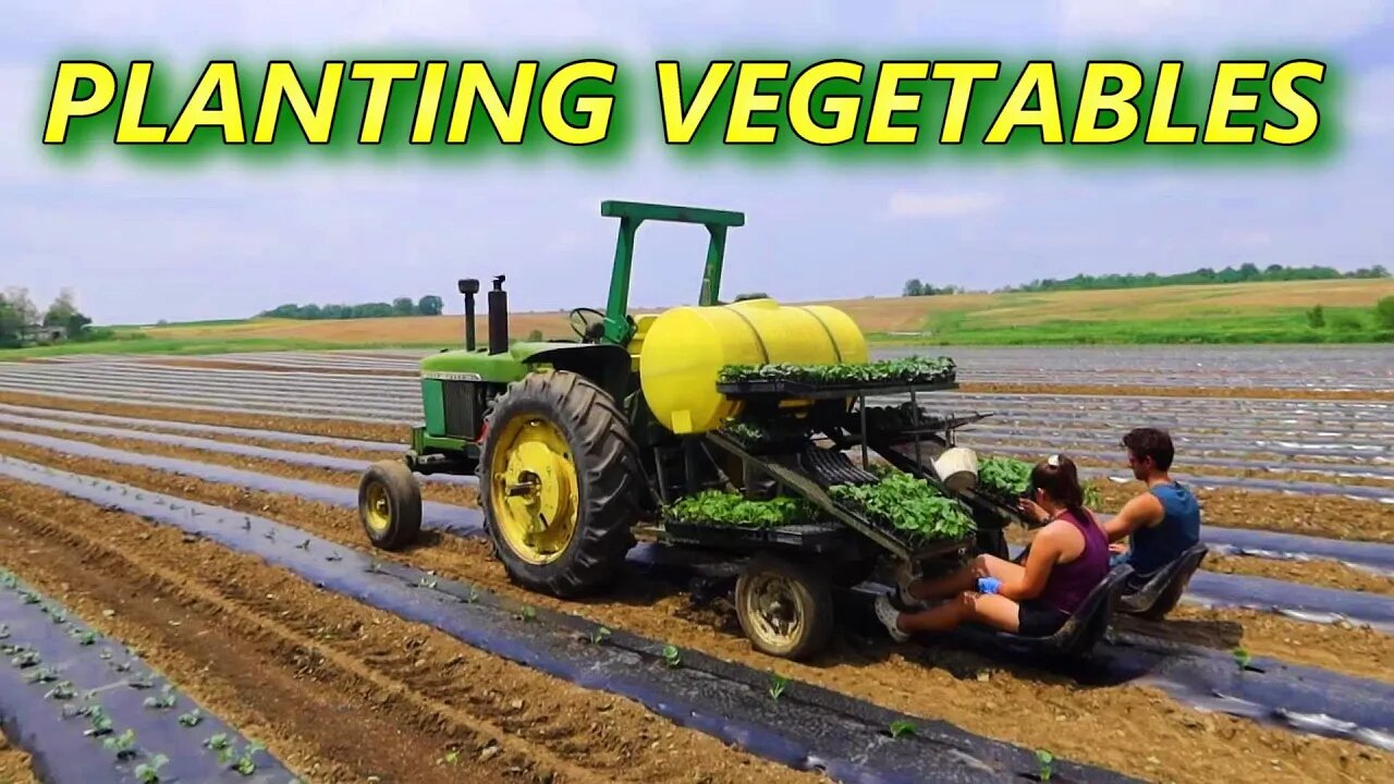 How We Transplant Vegetables on our Produce Farm with a Water Wheel Planter