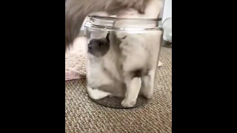 Cats are a liquid