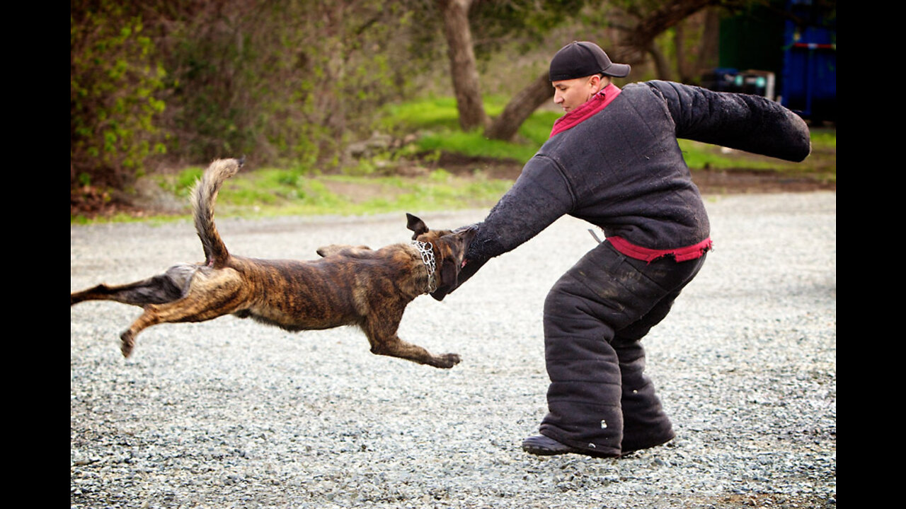 Self defense tactics against dog attack