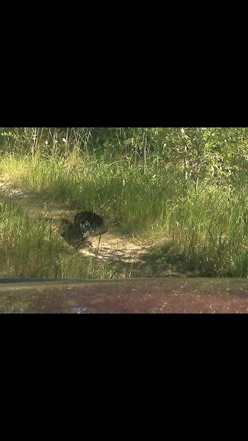 There's a Grouse in the way