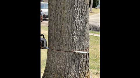 Tree Felling Omaha, Nebraska