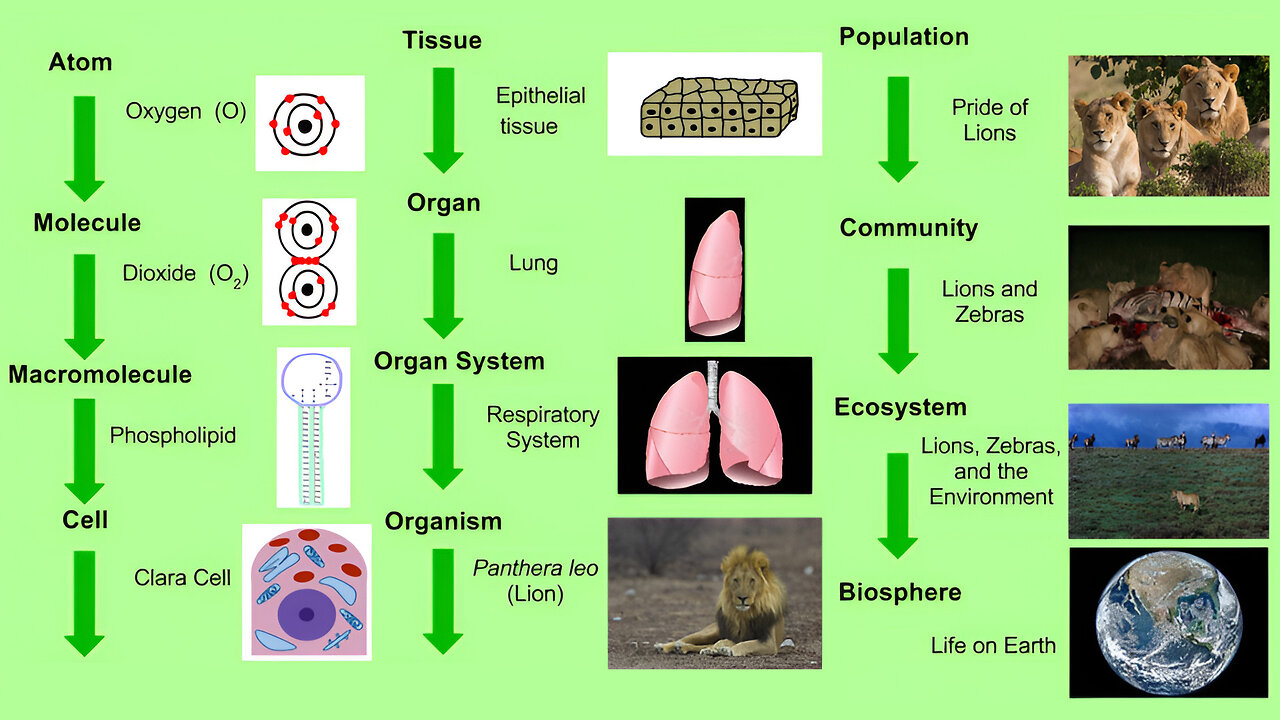 Introduction to Biology: Etymology and History