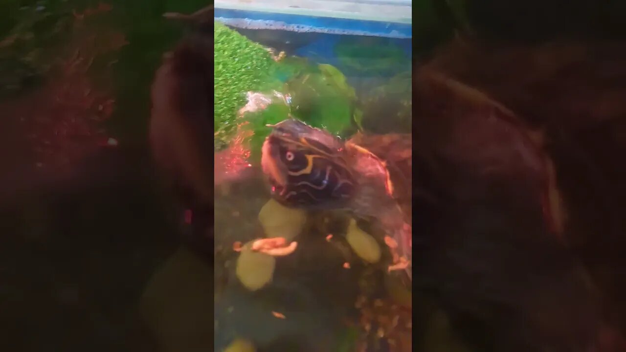 My Pet Turtle Tries to Escape! 🐢