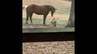 Colt picks on his dog.