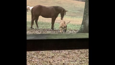 Colt picks on his dog.
