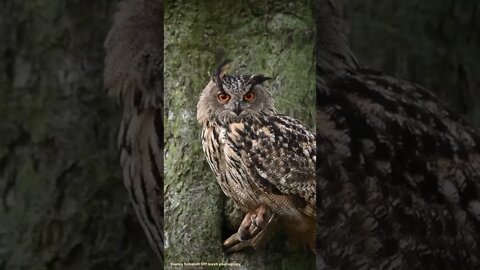 owl