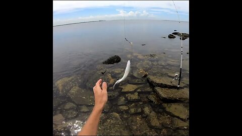 Catching a seatrout