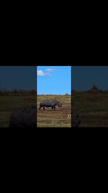 Black Rhino Out For A Stroll #shorts | #ShortsAfrica