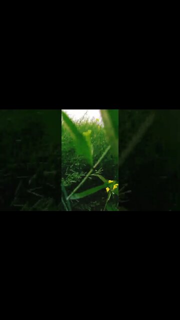 thoda thoda pyaar 🤗🥰🤗 #youtubeshorts #shorts #youtube #shortvideo #shortyoutube