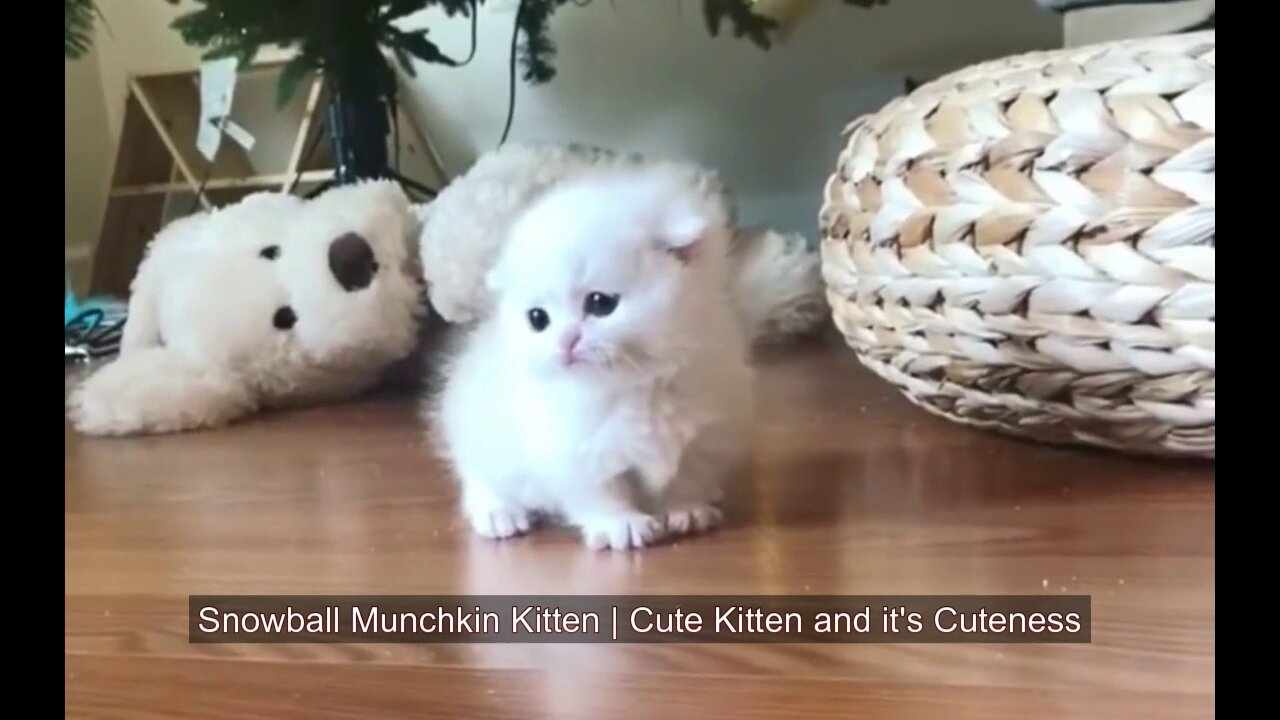 Snowball Munchkin Kitten Cute Kitten and it's Cuteness