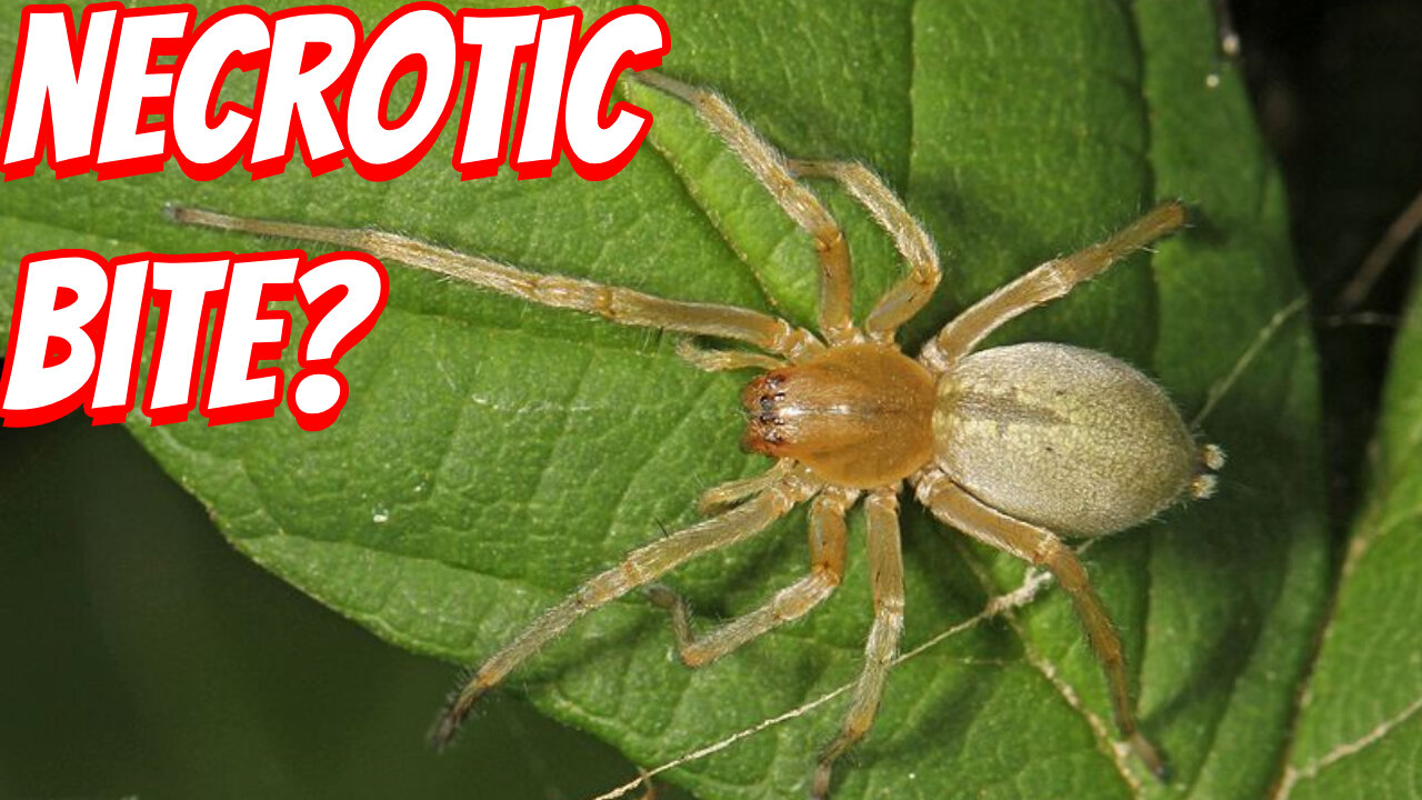 How Deadly Is The Yellow Sac Spider!