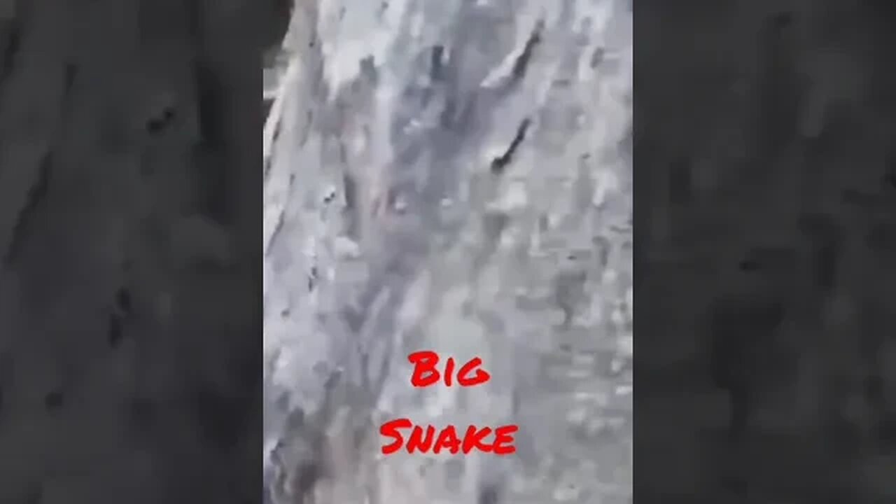 #short #Bigsnake