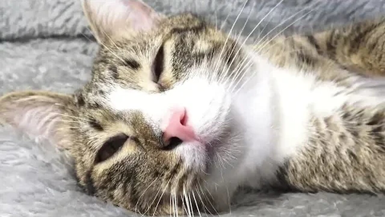 This Little Cat Is so Cute