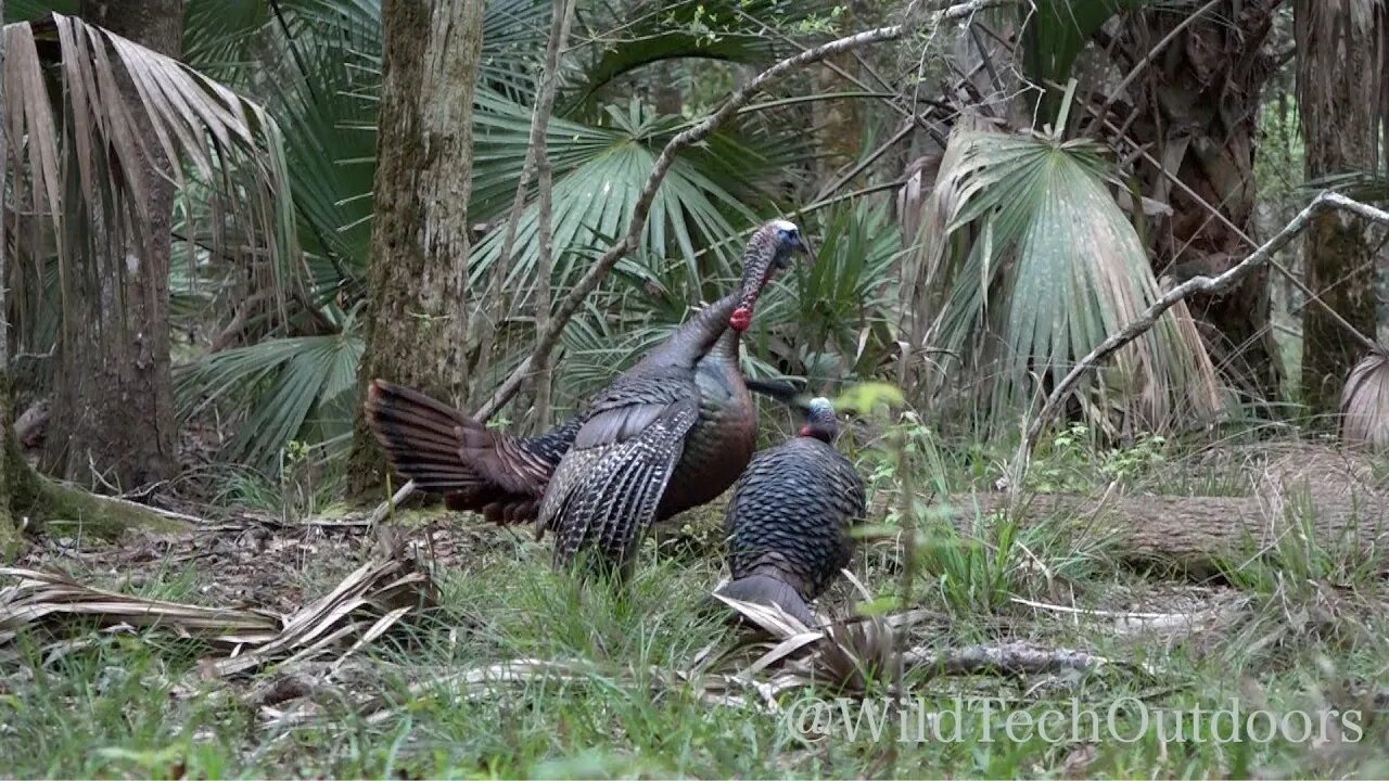 Osceola Turkey Bow Kill! Gobbler Smashes Jake Decoy!!!