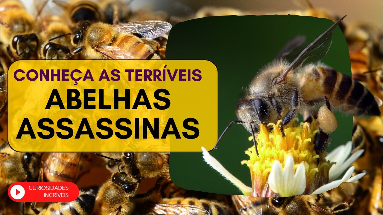 Abelhas assasinas: conheça as abelhas africanizadas