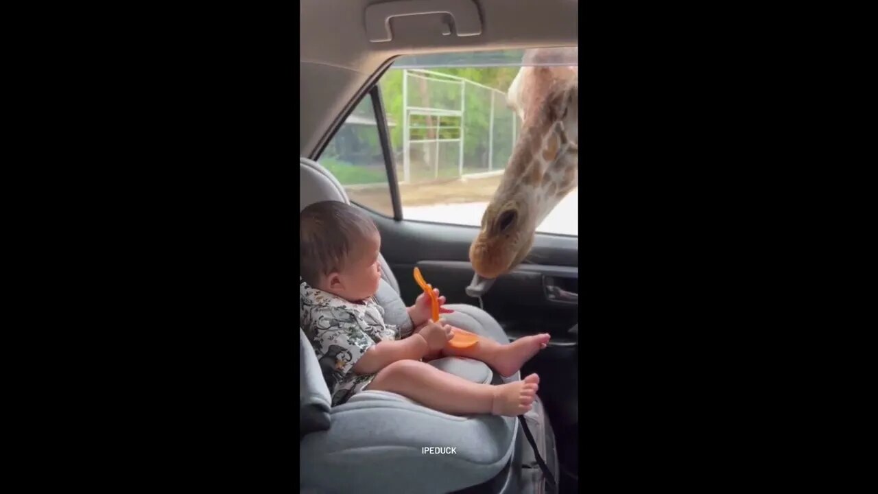 Baby Giving Food to Giraffe So Cute