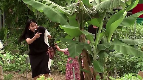 As temperatures rise, a Seoul farmer grows tropical bananas | REUTERS