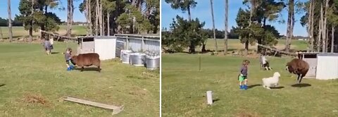 Doggie is saving baby from sheep attack