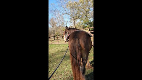 Gypsy Horse Quiggly Ground Driving