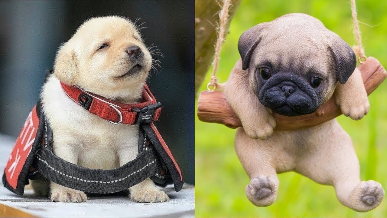 Funniest Dog - Cutest Funny Pet Animals Life Videos