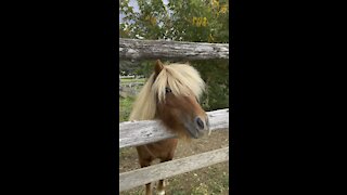 Super cute mini horse