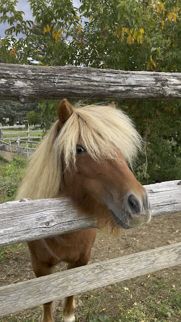 Super cute mini horse