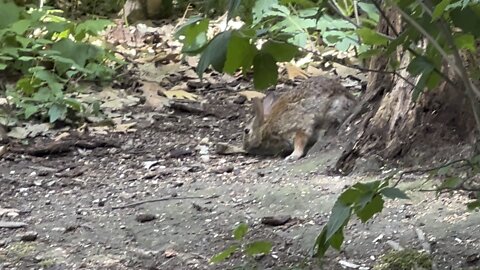 Rabbit makes a rare appearance