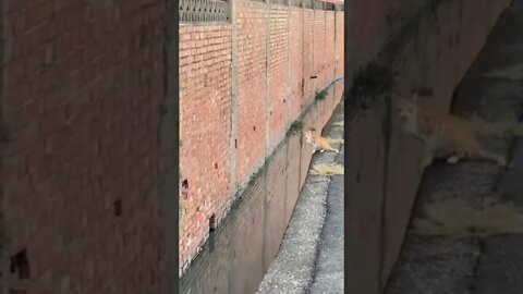 Most precise jump ever