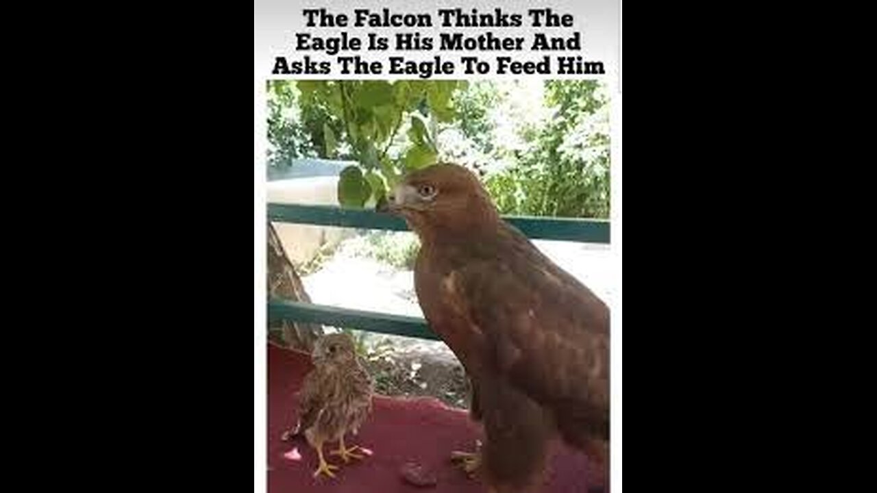 The Falcon thinks the eagle is his mother and asks the eagle to feed him