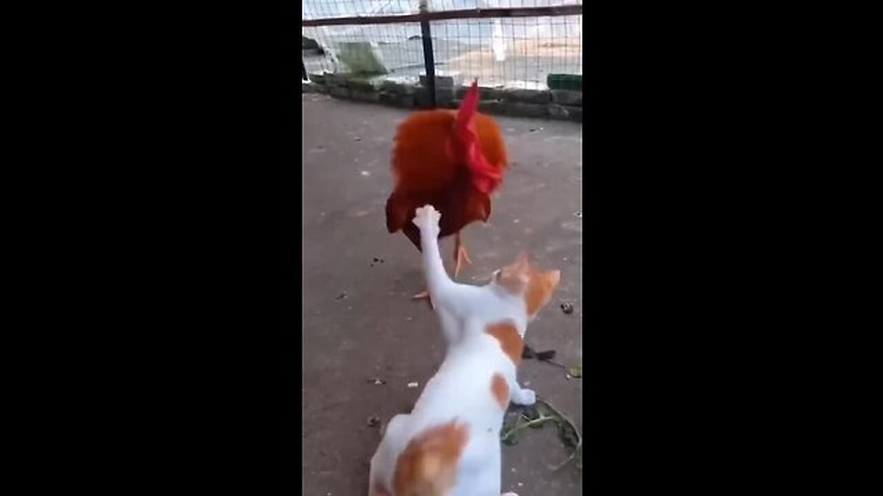 Cat vs Chicken- Watch What Happens Next and Get Ready to Laugh in 2023