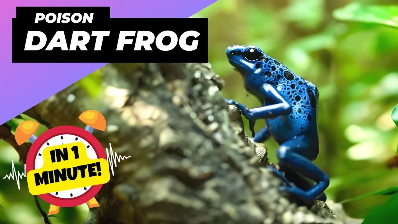 Blue Poison Dart Frog - In 1 Minute! 🐸 Tiny But Lethal! | 1 Minute Animals