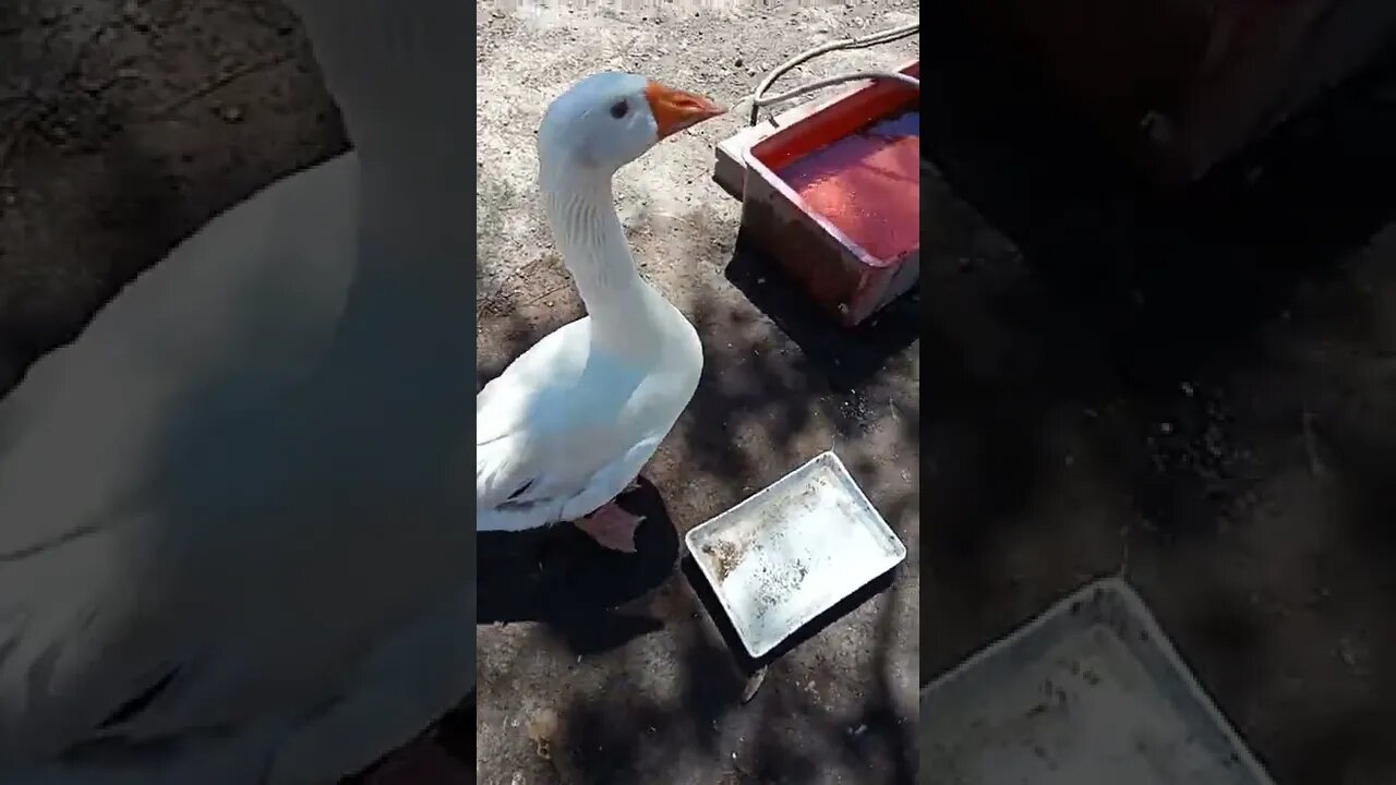 Ezra has been protecting eggs. he came up to me but doesn't really want to be touched