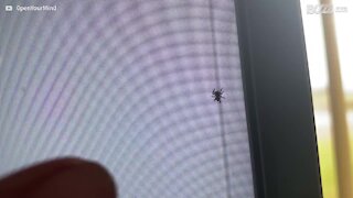 Spider "moves into" man's TV