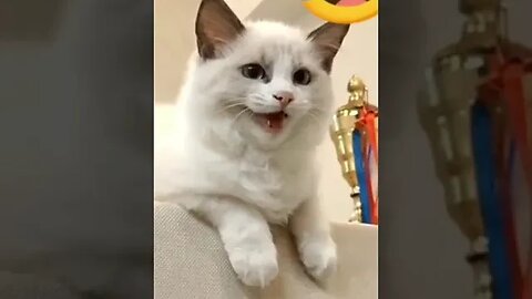 CAT VIDEO