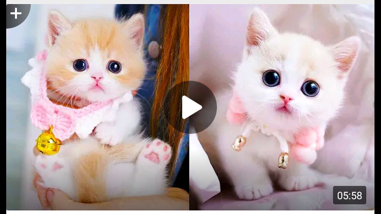 Baby cat's - cute & funny cat videos compilation#60 aww animal