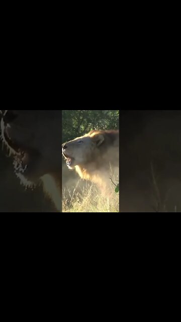 Powerful Mapogo Lion Roar #shorts