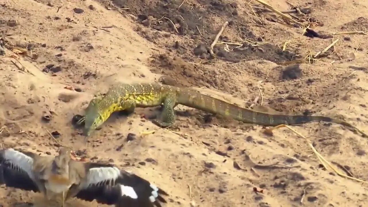 PASSAROS COLOCA OS PREDADORES PRA CORRER / FABULOSO MUNDO ANIMAL