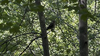 Red-Bellied Wood Pecker