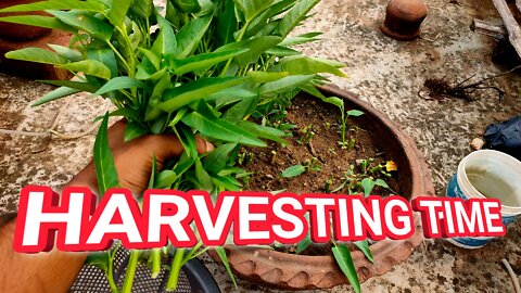 Vegetable Garden Harvesting Vegetable