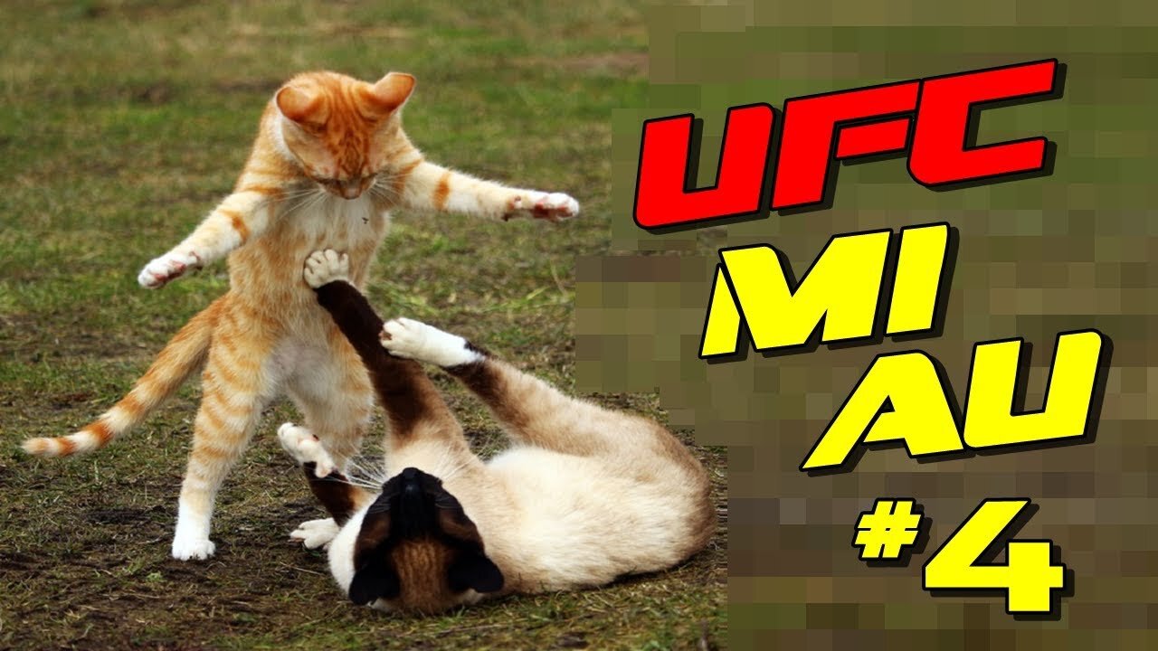 2 Cats Fighting Street Fighter