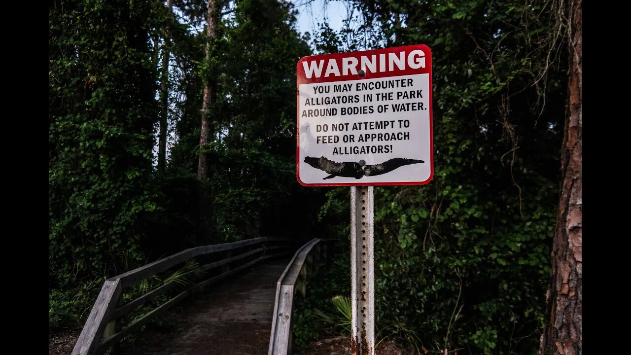 WARNING ALLIGATORS UP AHEAD