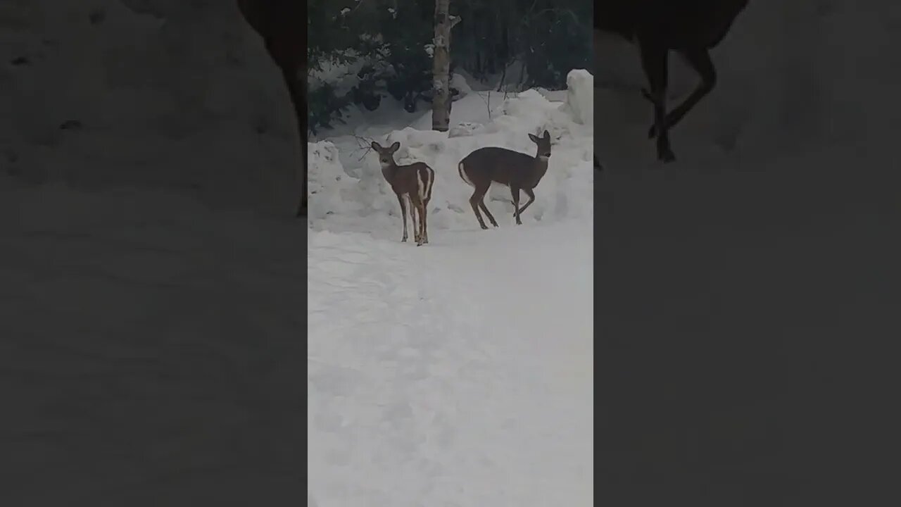 Deer approaching, then changing their minds