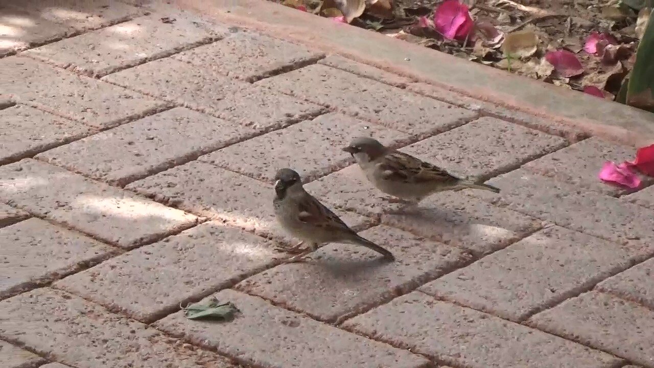 Birds on the Street