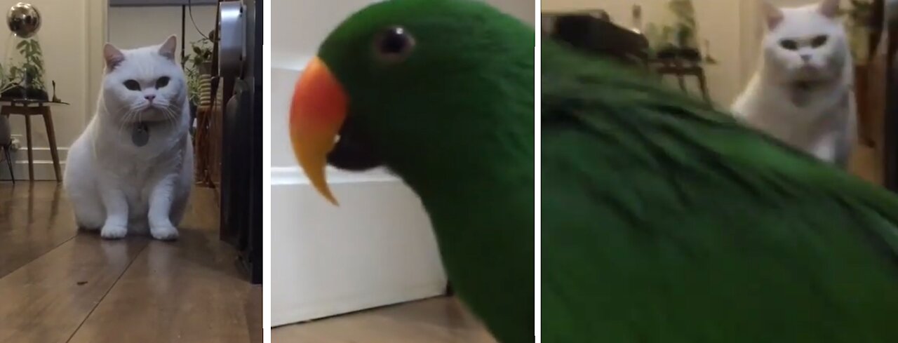 Cat Notices parrot crossing the road front of her