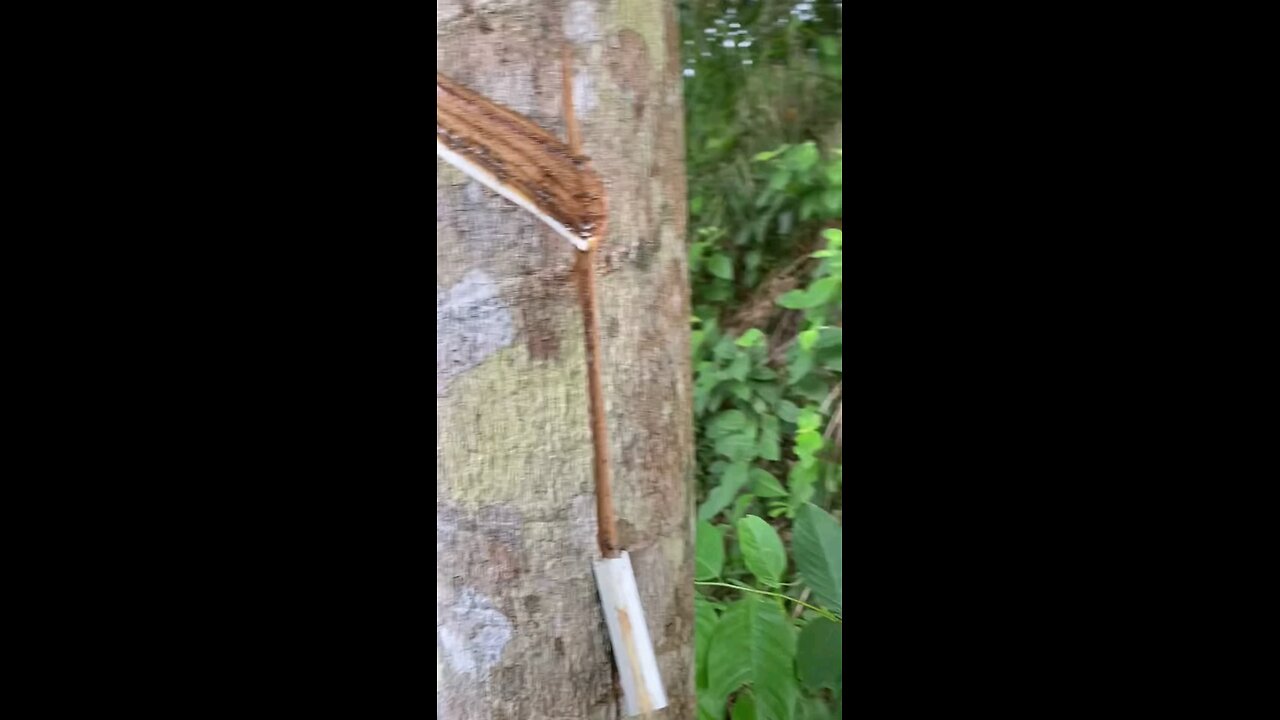 Rubber Tapping