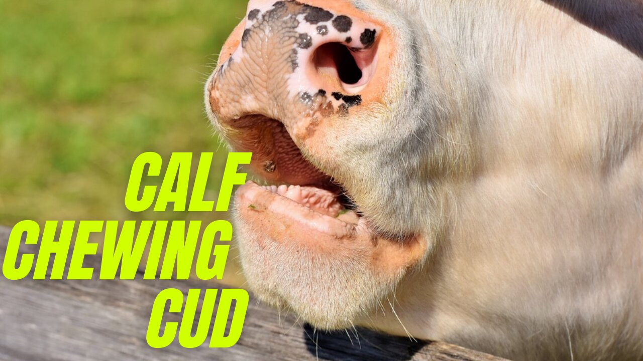 Calf Chewing Cud | Cud Chewing | Kingdom Of Awais