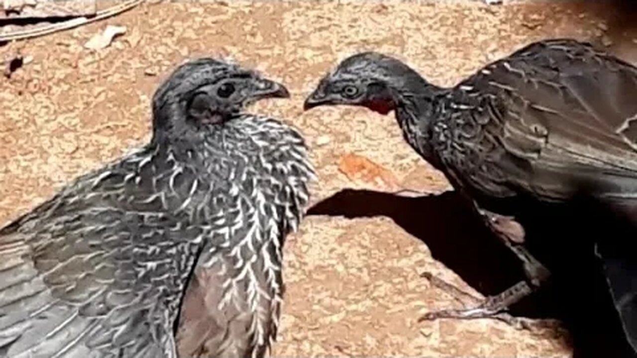 Jacu e jacu deitado no sol Jacuaçu Penelope aves craciformes, jacuguaçu, guans, pava