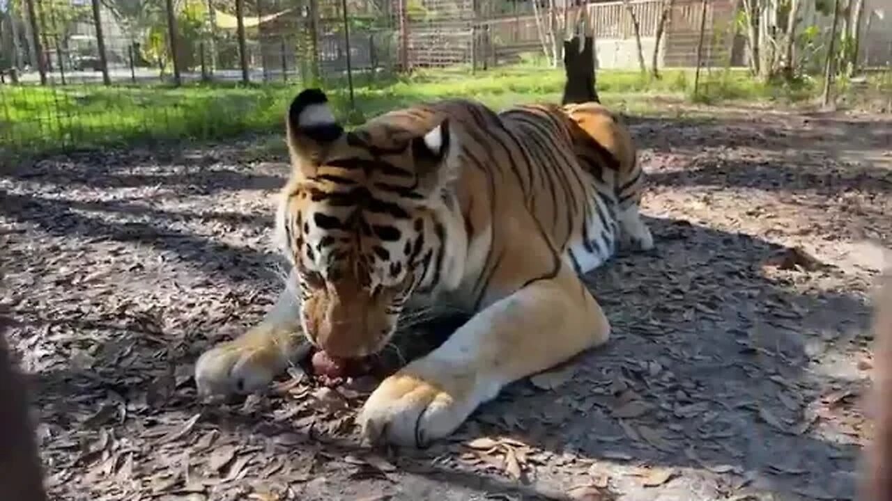 Caturday Walkabout with senior keepers Amanda and Kristen as they hand out enrichment at Big Cat Re