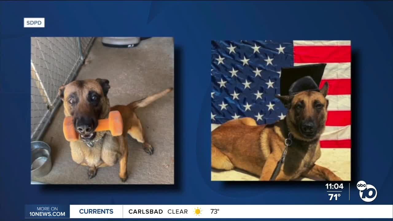 SDPD K-9 officers speak about tragic loss of Sir, K-9 killed in line of duty