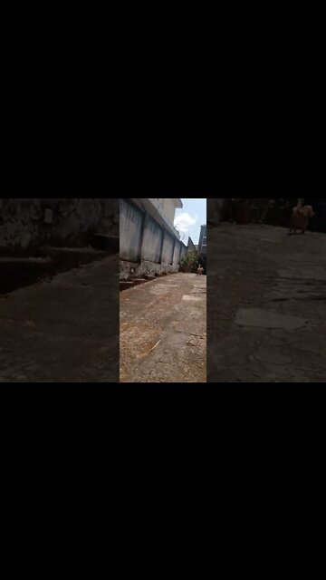 dogshow golden , shorts